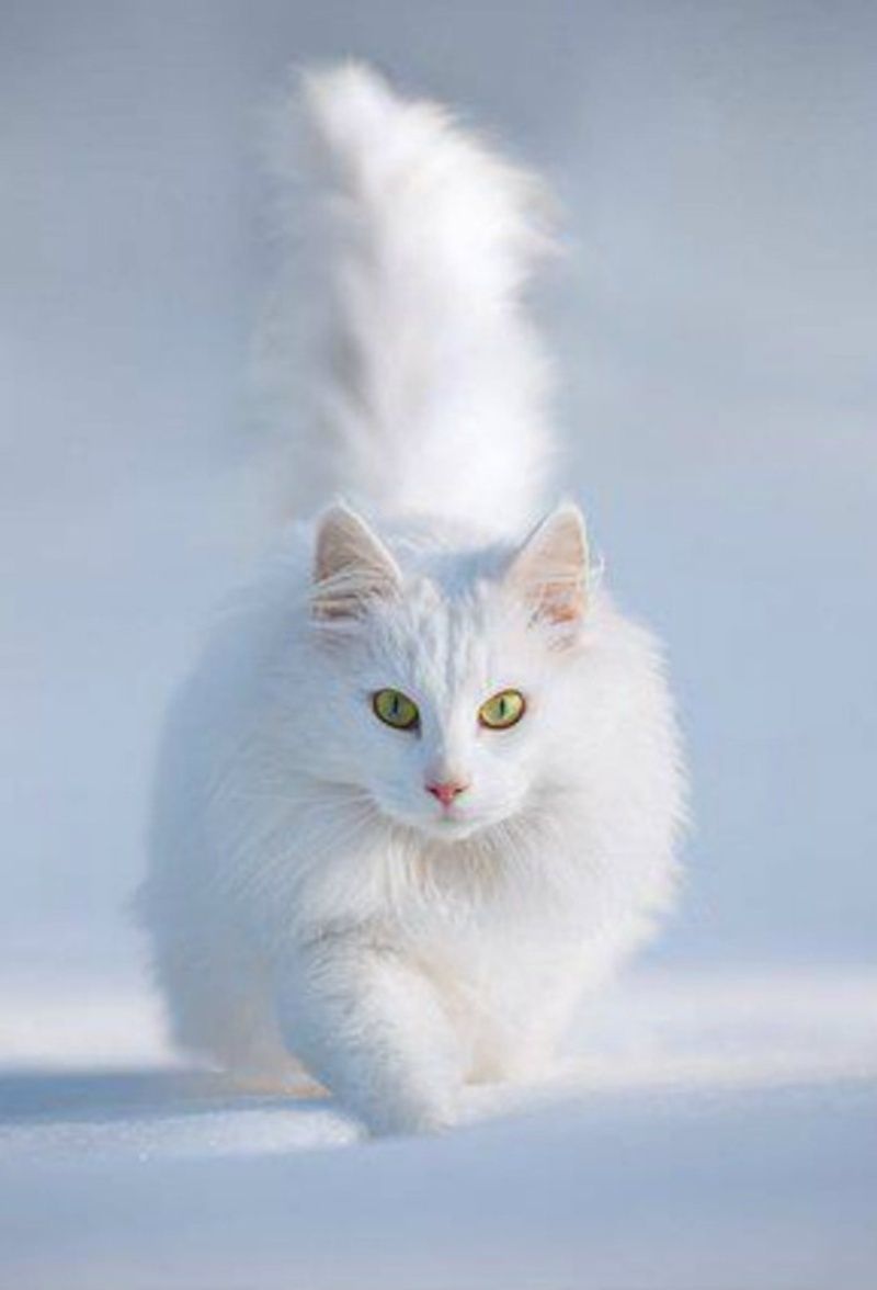 Couleur Blanc couleur-blanc