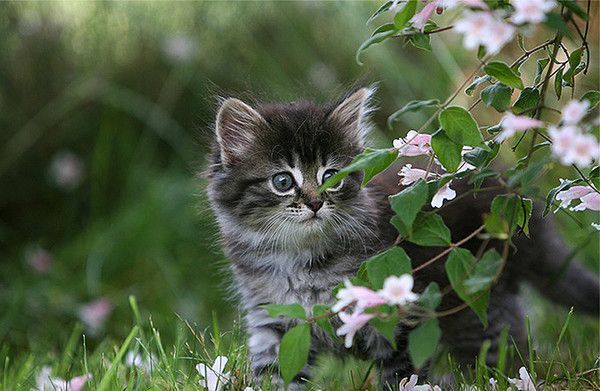 Quellbild anzeigen Bildergebnis für katze natur