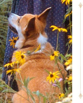 12356094abe76e320cd6613ee8f39b5b--tasha-tudor-garden-corgi-pups