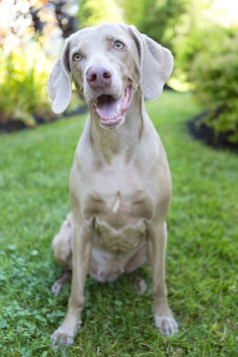 1515086881-weimaraner.jpg