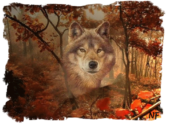 ANIMAUX :loups*wolfs