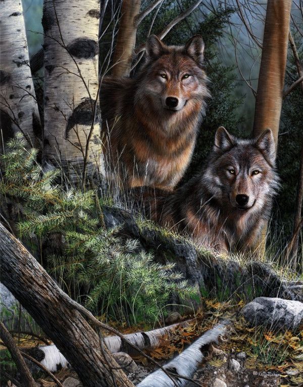ANIMAUX : loups,wolfs