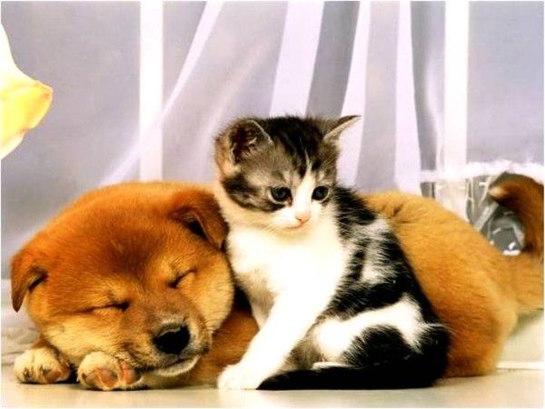 ANIMAUX: chiens et chats