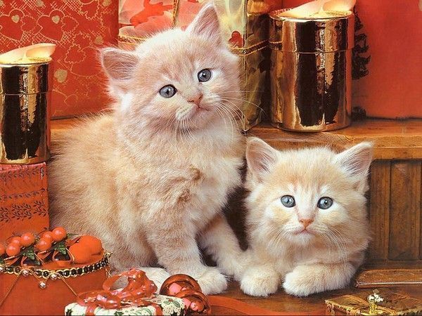 belles images animaux chats 1