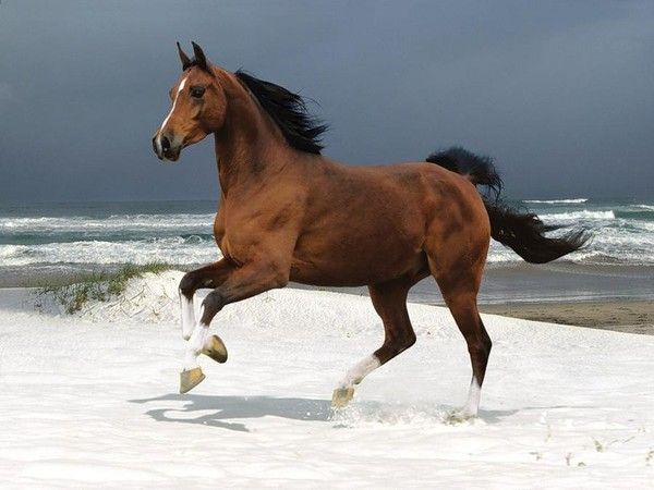 ANIMAUX : chevaux