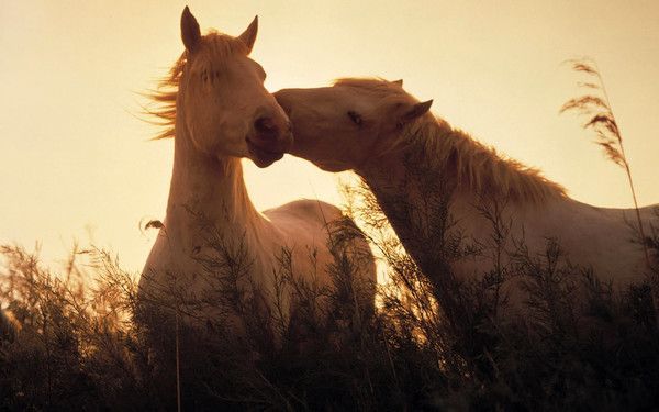 ANIMAUX:chevaux-HORSES