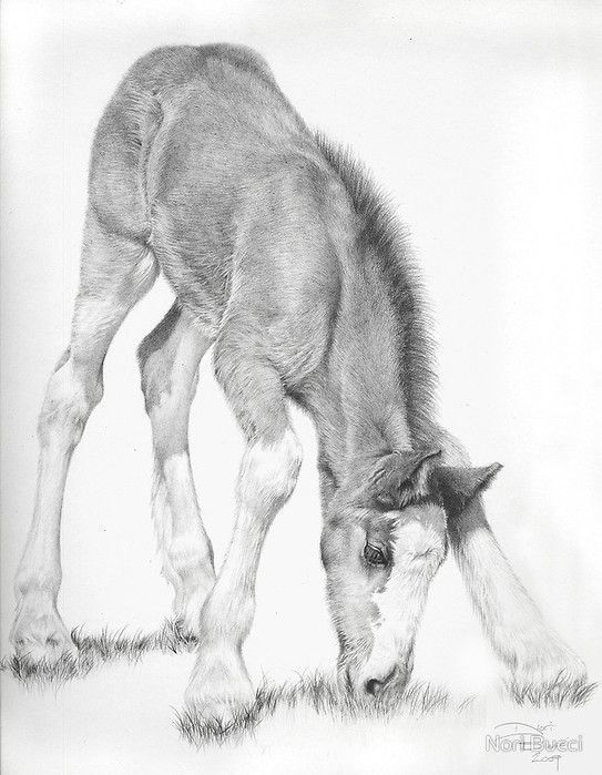 ANIMAUX : chevaux-HORSES