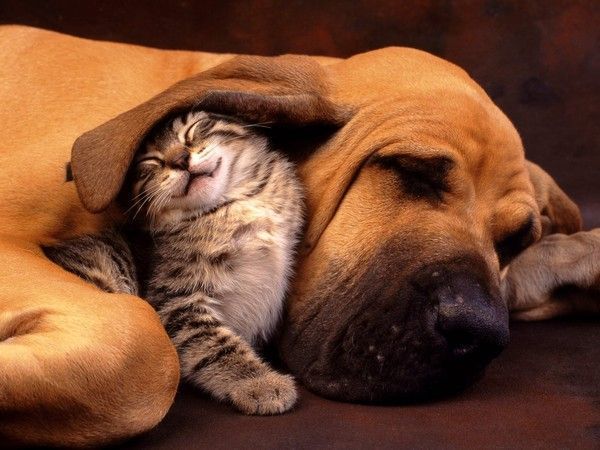 ANIMAUX CHIENS ET CHATS