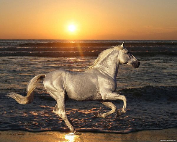 ANIMAUX:chevaux-HORSES