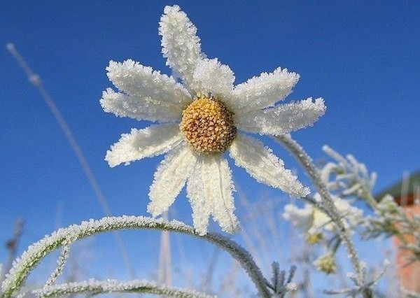 belles images fleurs