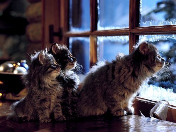 ANIMAUX : CHATS CATS