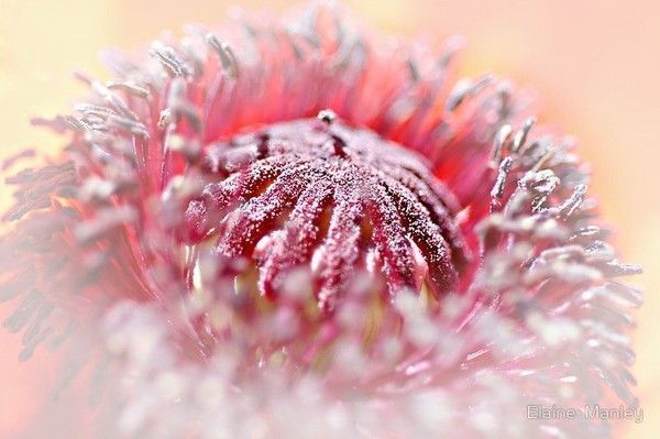 superbes illustr de  Elaine Manley