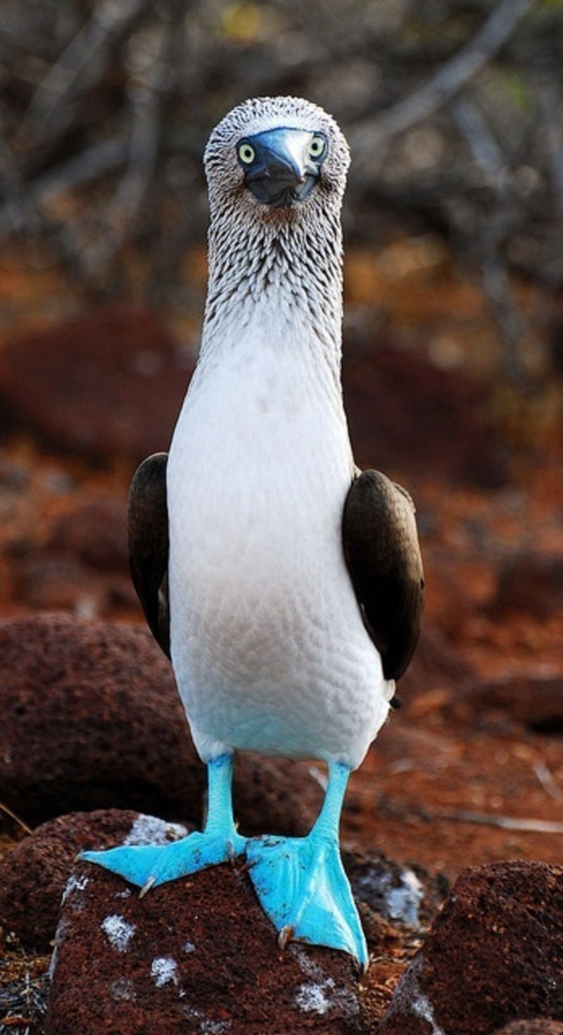 blue-footed-booby-birds-driverlayer-search-engine