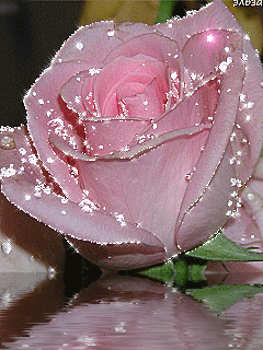 RÃ©sultat de recherche d'images pour "roses qui brille"