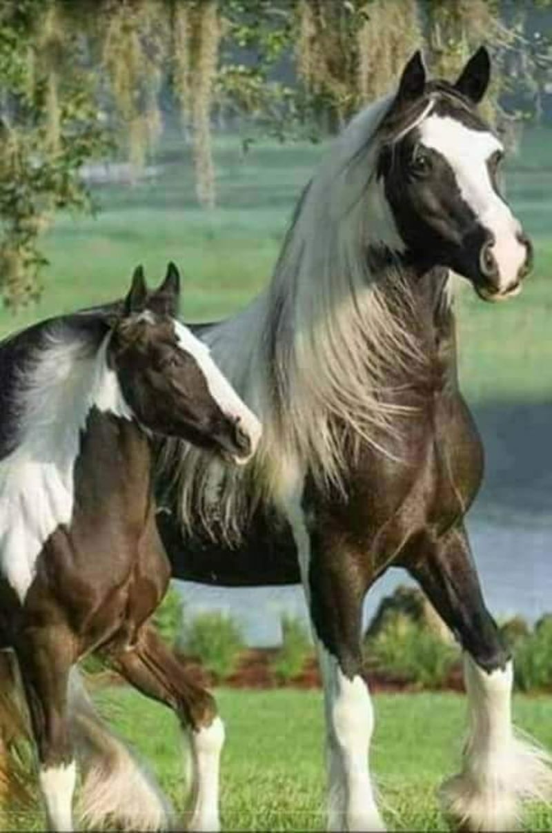 Belles Images Chevaux 0370