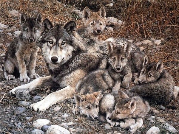 ANIMAUX :loups-wolfs