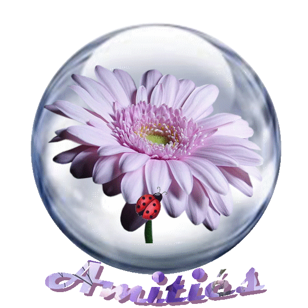 Amities_coccinelle
