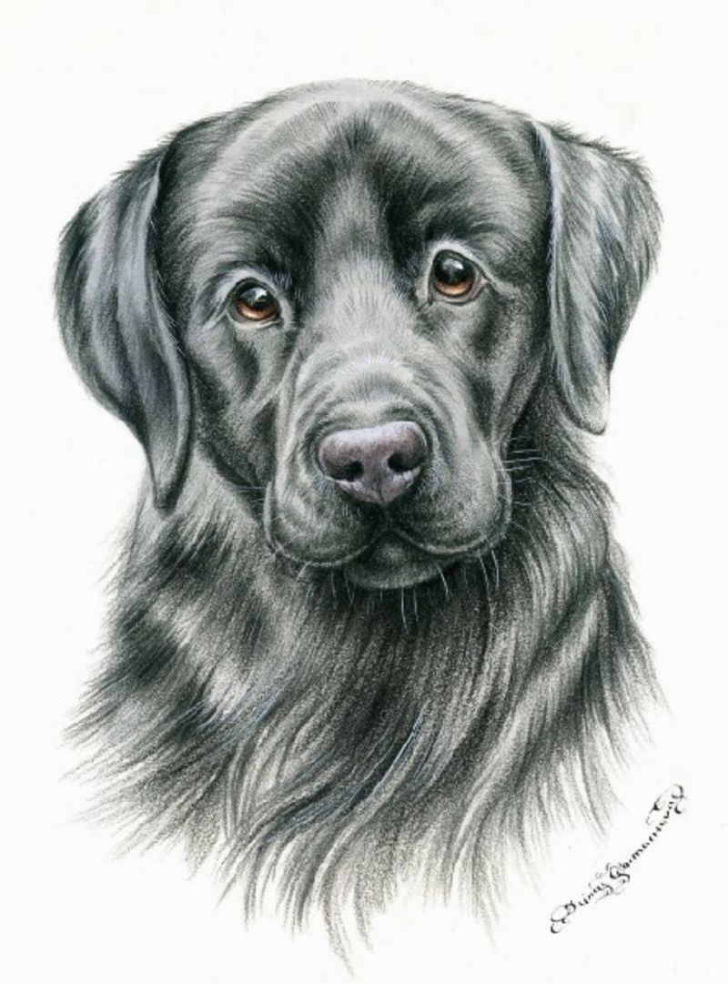 Black-Labrador-jpg1.jpg