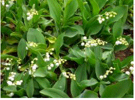Capture-GIF4_7.gif
