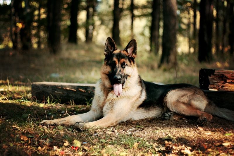 German-Shepherd-Dog-Wallpaper-2864.jpg