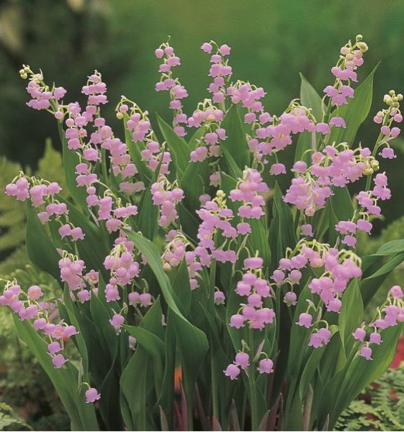 MUGUET-ROSE-0.jpg