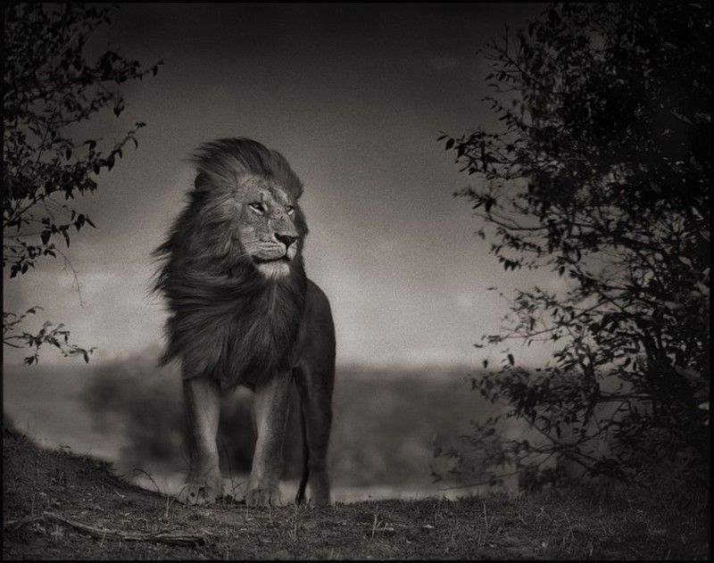 Nick_Brandt_photo_animaliere_noir_et_blanc_7.jpg