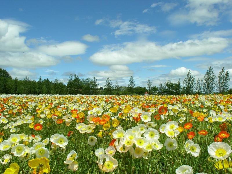 Spring-meadow.jpg