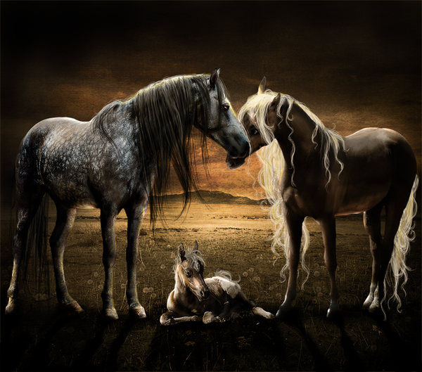 ANIMAUX : chevaux-HORSES