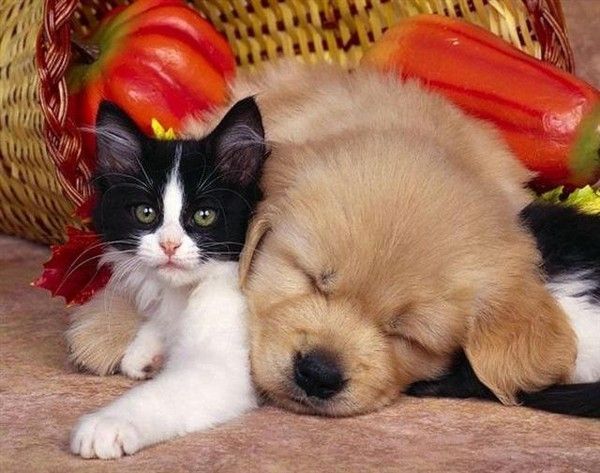 ANIMAUX CHIENS ET CHATS