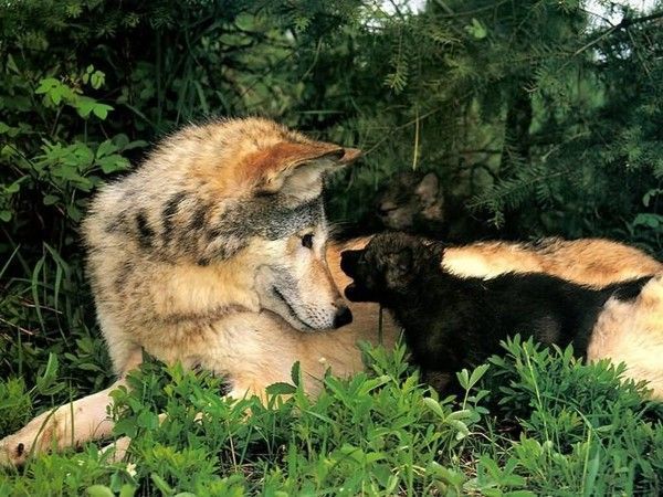 ANIMAUX :loups-wolfs