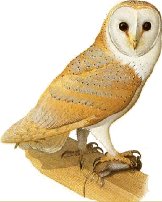 belles-chouettes-63-img_1.gif