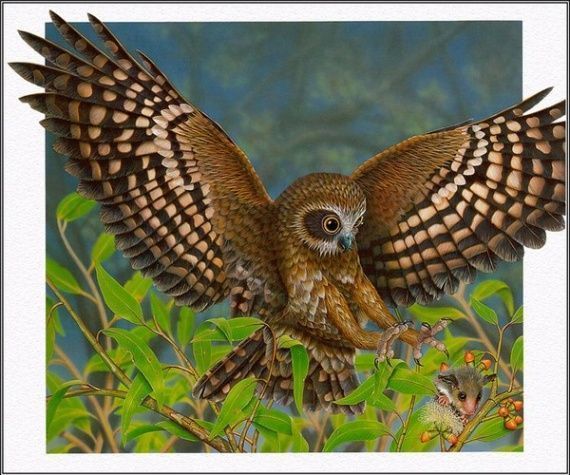belles-chouettes-cbf68cb0-img.jpg