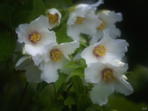 belles images fleurs