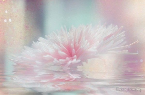 superbes illustr de  Elaine Manley