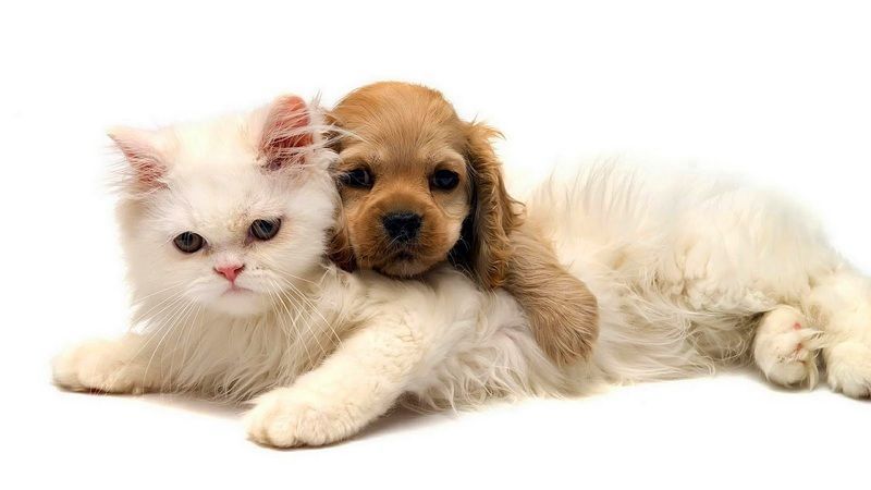 cat-and-dog-cuddling-hd-animal-wallpaper.jpg