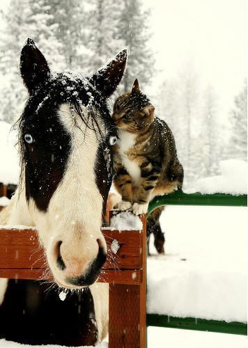 cat-horse-2.jpg