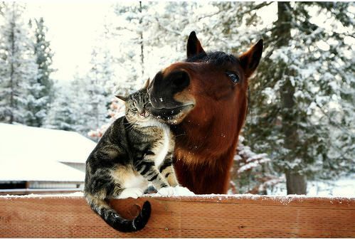cat-horse-3.jpg