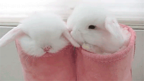 cute-bunny-gif-51