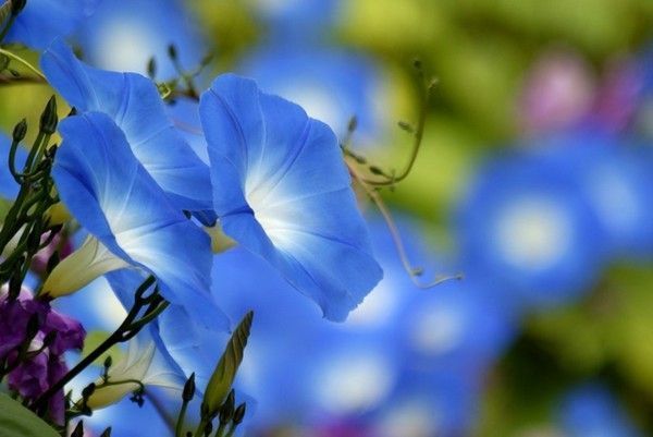 belles images fleurs - flowers