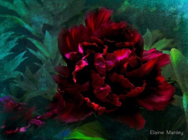 superbes illustr de  Elaine Manley