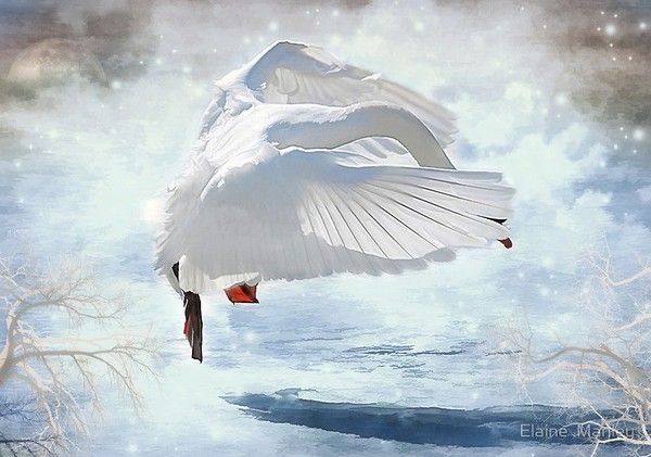 superbes illustr de  Elaine Manley