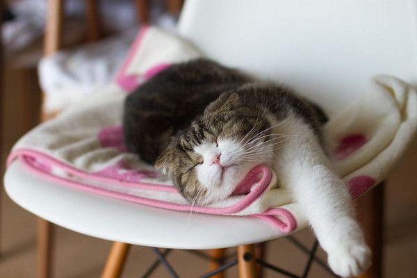 صور قط نائم صور قطط 2014 , اجمل صور قطط جميلة , Photos Cats 2014