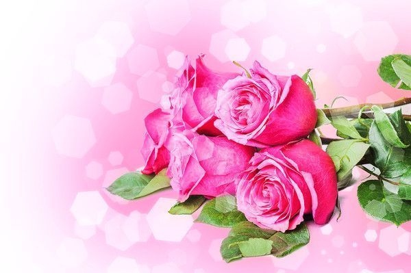 roses jolies roses....