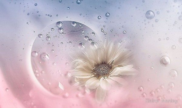 superbes illustr de  Elaine Manley