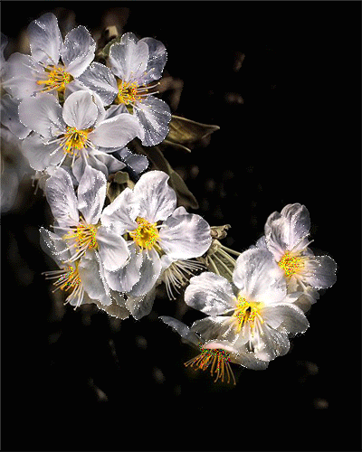 fiori-gif-flowers-glitter-6.jpg