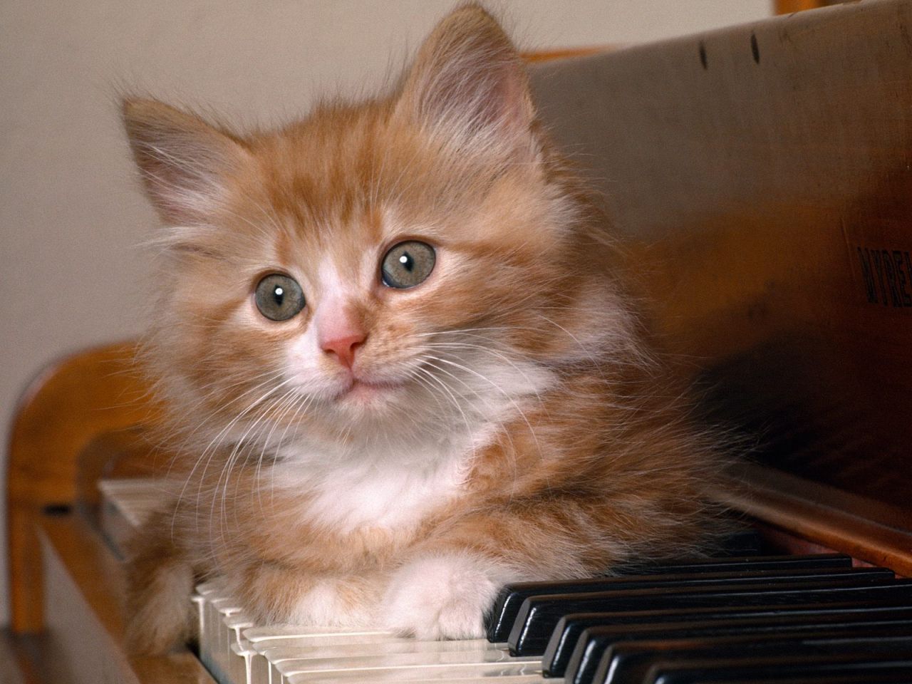 ANIMAUX CHATS CATS