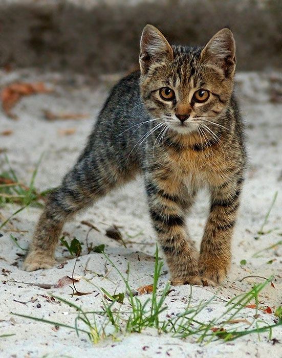 animaux chats