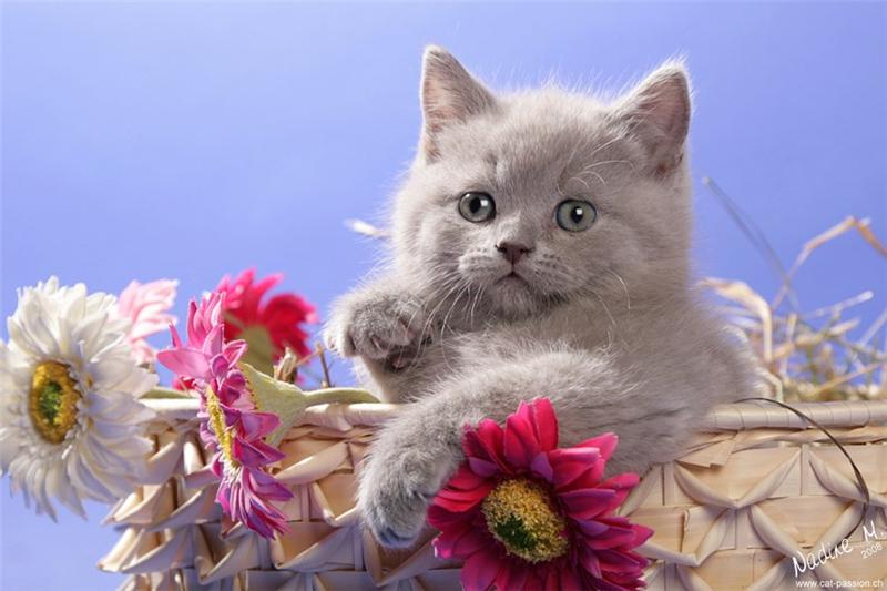 Кошка с цветами открытка с днем рождения 48