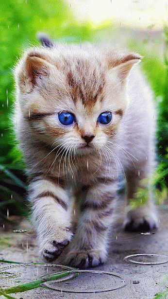 44+ Anime Cat Gif Png PNG