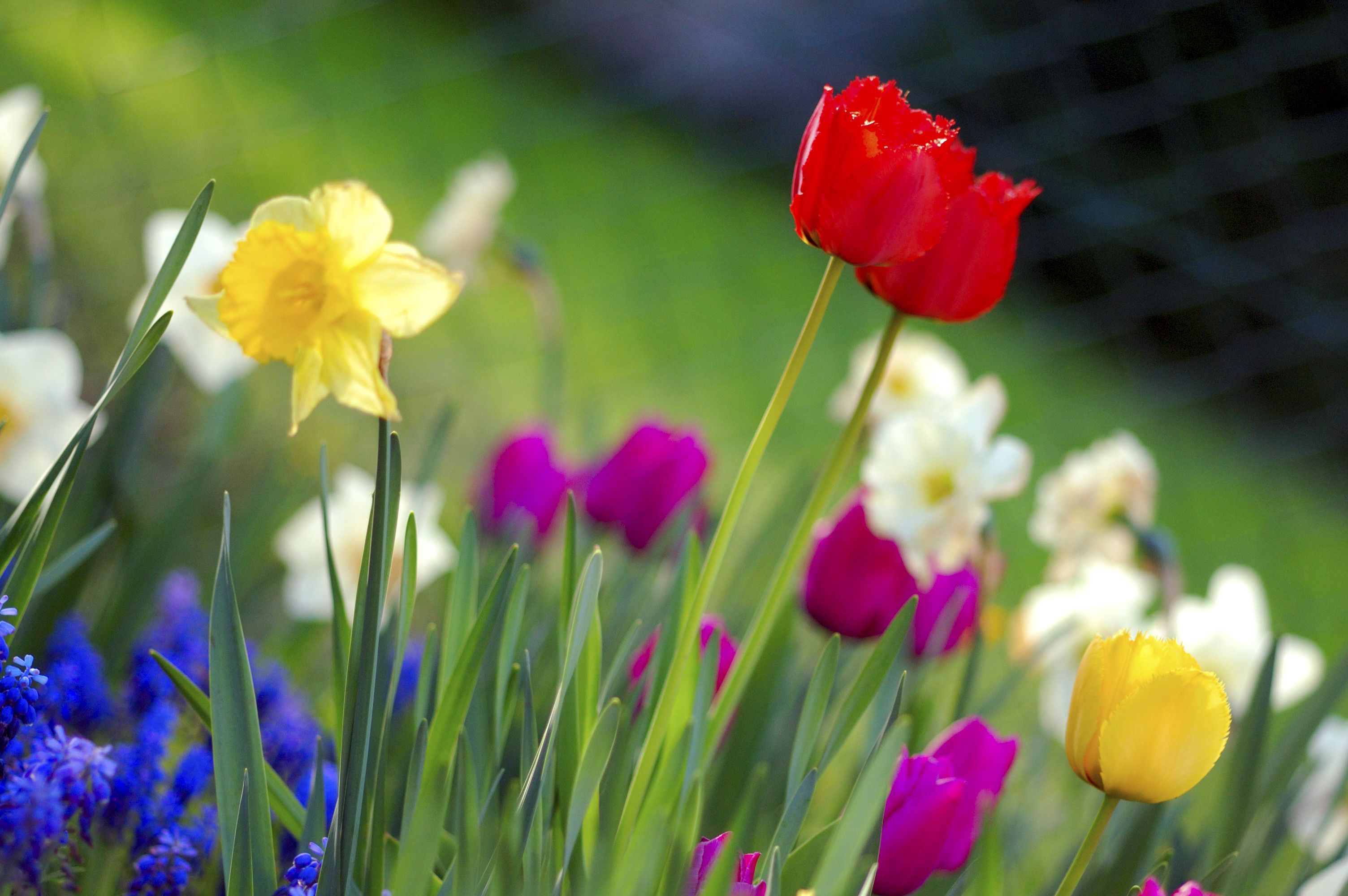 saison-le-printemps-page-8
